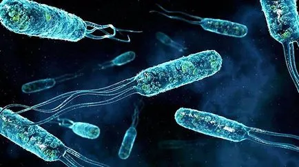 Cum sunt microbi și bacterii - fotografie gratuit farmaceutice Căutare (Barcroft MEDIA Computer) Cum sunt microbi și bacterii - fotografie gratuit farmaceutice Căutare