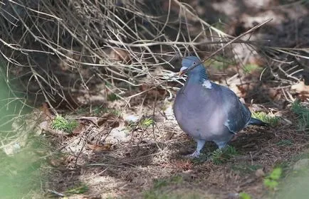 Uite cum ar fi pui de porumbei foto și video de revizuire (fotografii) Uite cum ar fi pui de porumbei foto și video de revizuire