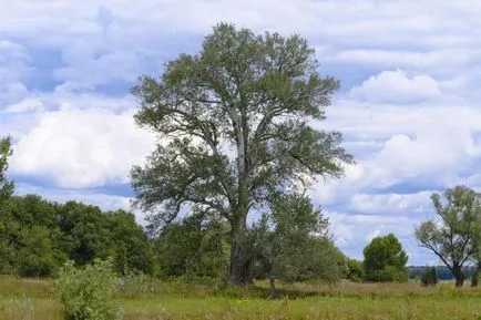 Se pare ca un copac Aspen (foto) (Aspen) Se pare ca un copac Aspen (foto)