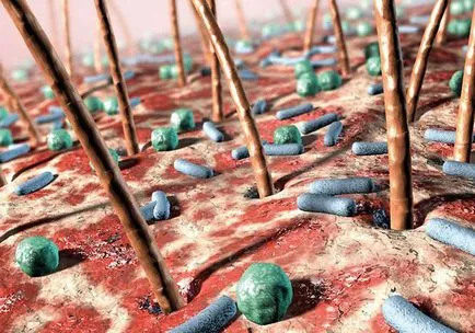 Cum sunt microbi și bacterii - fotografie gratuit farmaceutice Căutare (foto) Cum sunt microbi și bacterii - fotografie gratuit farmaceutice Căutare