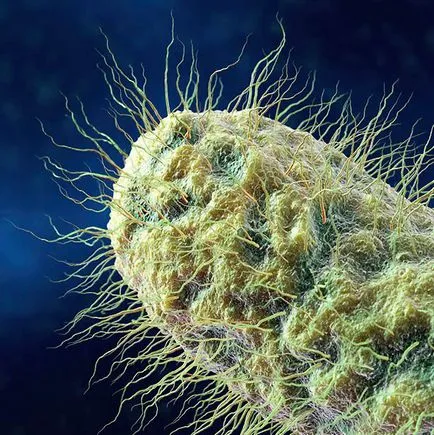 Cum sunt microbi și bacterii - fotografie gratuit farmaceutice Căutare (Barcroft MEDIA Computer) Cum sunt microbi și bacterii - fotografie gratuit farmaceutice Căutare