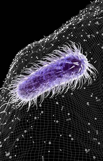 Cum sunt microbi și bacterii - fotografie gratuit farmaceutice căutare (MEDIA imagine calculator) Cum sunt microbi și bacterii - fotografie gratuit farmaceutice Căutare