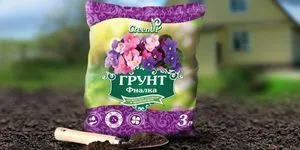 Cum să crească violete specii de camere, normele de îngrijire și de reproducere, plantarea la domiciliu