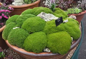 Cum să crească Sagina de plantare subulata, propagarea și îngrijirea de mușchi irlandez, echipamente de gazon