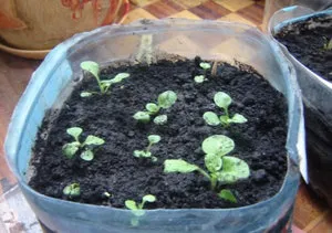 Cum să crească Clematis din semințe în grădina dumneavoastră (semințe) Cum să crească Clematis din semințe în grădina dumneavoastră