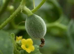 Cum să crească un pepene galben - secretele de a obține o recoltă bună