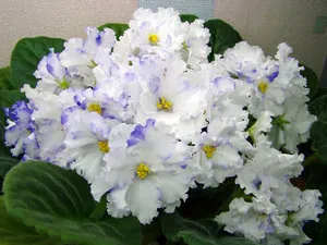 Cum să crească violete specii de camere, normele de îngrijire și de reproducere, plantarea la domiciliu