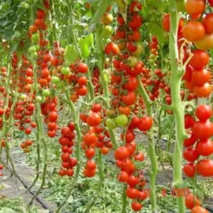 Cum să crească roșii cherry la domiciliu (tomate) Cum să crească roșii cherry la domiciliu