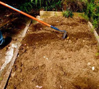 Cum să crească un bun morcovi de cultură secrete (secrete) Cum să crească morcovi secretele unei recolte bune