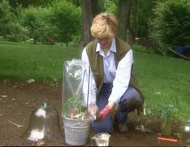 Cum să crească trandafiri de flori tăiate cultivatori sfaturi