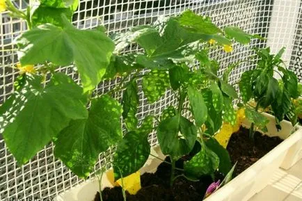 Cum să crească un pepene galben - secretele de a obține o recoltă bună