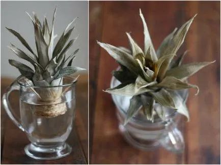 Cum să crească ananas la domiciliu - plantare, îngrijire