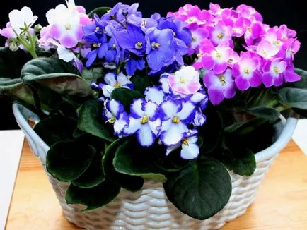 Cum să crească violete specii de camere, normele de îngrijire și de reproducere, plantarea la domiciliu