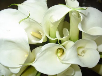 Cum să crească crini în plantarea grădină și îngrijirea