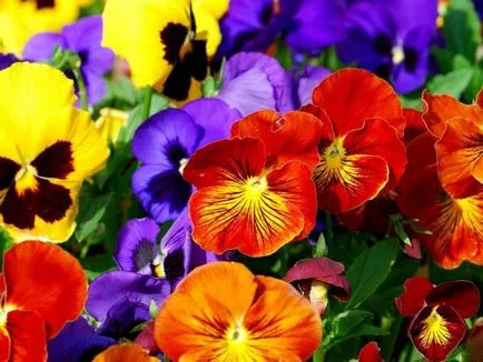Cum să crească violete specii de camere, normele de îngrijire și de reproducere, plantarea la domiciliu