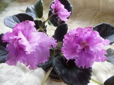 Cum să crească violete specii de camere, normele de îngrijire și de reproducere, plantarea la domiciliu