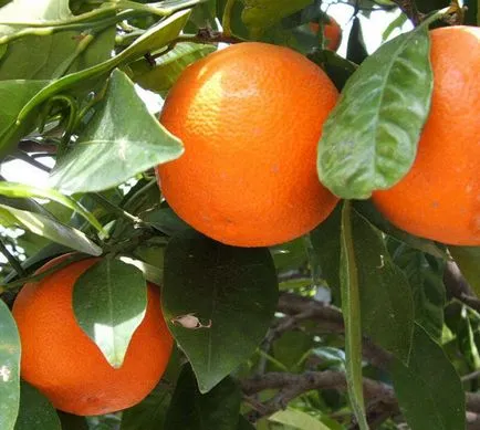Cum să crească o portocală dintr-o piatră cu mâinile lor