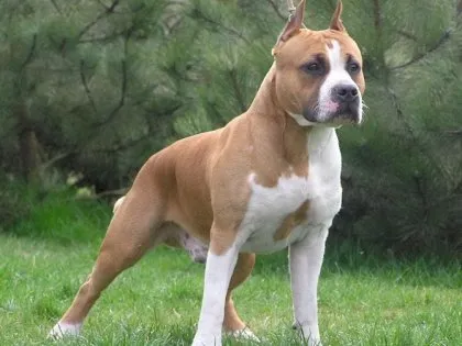 Cum de a educa pitbull