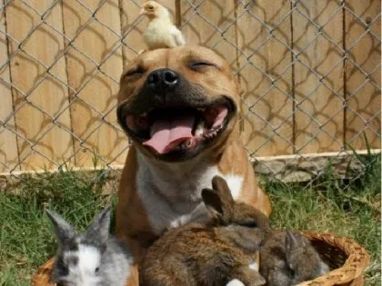 Cum de a educa pitbull