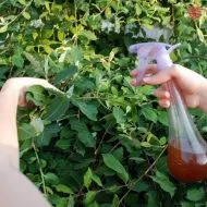 Cum de a proteja roșii de la manei în câmp deschis (în aer liber) Cum de a proteja roșii de la manei în câmp deschis