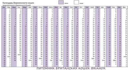 pisici Sarcina Calendar, sarcina si nastere - pepinieră de pisici britanice brianor (genuri) pisici Sarcina Calendar, sarcina si nastere - pepinieră de pisici britanice brianor