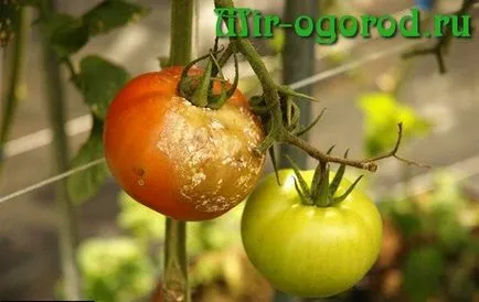 Cum de a proteja roșii de la manei în câmp deschis (Phytophtora proteja tomate) Cum de a proteja roșii de la manei în câmp deschis