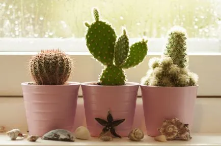 Cum să obțineți un cactus să înflorească la domiciliu, ce să faci dacă nu înfloresc