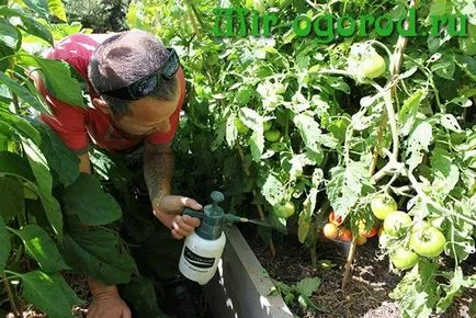 Cum de a proteja roșii de la manei în teren deschis (sol) Cum de a proteja roșii de la manei în câmp deschis