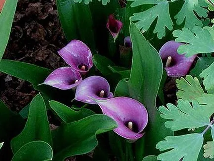 Calla de reproducere, de plantare, îngrijire și soiurile (calla) Calla de reproducere, de plantare, îngrijire și soiurile