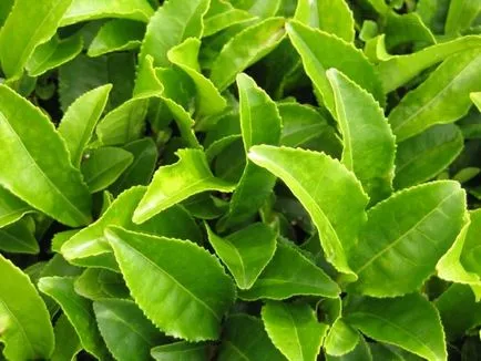 Cum se prepara corect ceai verde