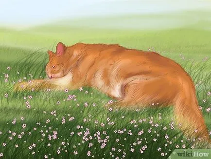 Cum sa faci pisica domestica pentru a scăpa să se întoarcă acasă