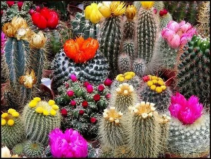 Cum să obțineți un cactus să înflorească la domiciliu, ce să faci dacă nu înfloresc
