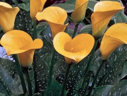 plantare Calla în teren deschis, tehnologie, fotografie, selectați