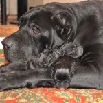 Cane corso descriere rasa, caracter, educație și îngrijire