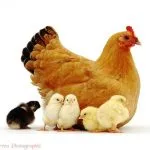 Imagini de pui pentru copii de grădiniță, de Paști în coajă 100 de fotografii, ABC decupaj (coajă) Imagini de pui pentru copii de grădiniță, de Paști în coajă 100 de fotografii, ABC decupaj