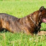 Cane corso descriere rasa, caracter, educație și îngrijire