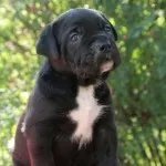 Cane corso descriere rasa, caracter, educație și îngrijire