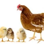 Imagini de pui pentru copii de grădiniță, de Paști în coajă 100 fotografie, decupaj Alfabet (poze) Imagini de pui pentru copii de grădiniță, de Paști în coajă 100 de fotografii, ABC decupaj