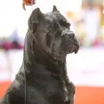 Cane corso descriere rasa, caracter, educație și îngrijire
