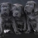 Cane corso câine fotografie, pret, descriere rasa, caracter, video - watchdog meu