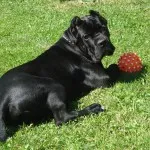 Cane corso descriere rasa, caracter, educație și îngrijire