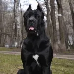 Cane corso descriere rasa, caracter, educație și îngrijire