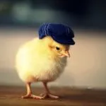 Imagini de pui pentru copii de grădiniță, de Paști în coajă 100 de fotografii, ABC decupaj (coajă) Imagini de pui pentru copii de grădiniță, de Paști în coajă 100 de fotografii, ABC decupaj