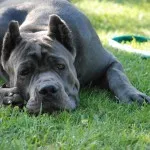 Cane corso descriere rasa, caracter, educație și îngrijire
