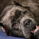 Cane corso descriere rasa, caracter, educație și îngrijire