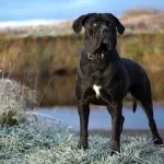 Cane corso descriere rasa, caracter, educație și îngrijire
