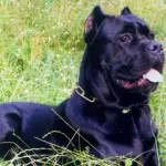 Cane corso câine fotografie, pret, descriere rasa, caracter, video - watchdog meu