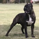 Cane corso descriere rasa, caracter, educație și îngrijire