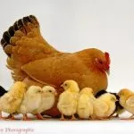 Imagini de pui pentru copii de grădiniță, de Paști în coajă 100 fotografie, decupaj Alfabet (poze) Imagini de pui pentru copii de grădiniță, de Paști în coajă 100 de fotografii, ABC decupaj