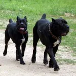 Cane corso descriere rasa, caracter, educație și îngrijire